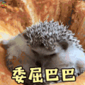 萌宠 刺猬 委屈巴巴 伤心 soogif soogif出品