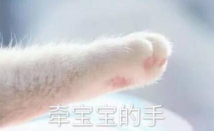 可爱 萌 文字表情包 小手 猫爪