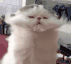 动物 小猫 吹毛 享受