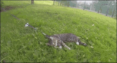 猫咪 拖拽 草地 可爱