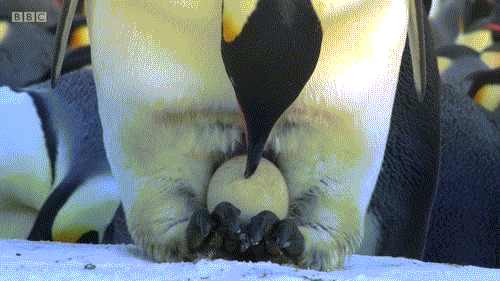企鹅 可爱 守护 亲情
