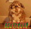 卖萌 龙猫 我怎么可以那么可爱