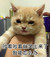 猫咪 流泪 伤心 我能怎么办
