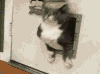 萌宠 喵星人 猫 胖子 搞笑