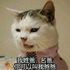 萌宠 喵星人 我姓爸 我是你爸爸 调皮 淘气