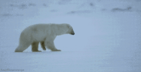 玩耍 寒冷 大白熊