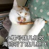 猫咪 喵星人 小螺号 海鸥 斗图 唱歌 搞笑