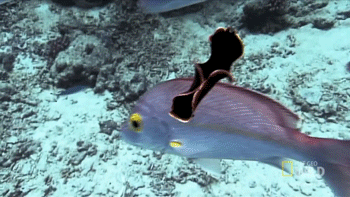 鱼 柔软 海底世界 游动 绚丽 自然 海洋 ocean nature