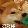 萌宠 汪星人 咬死你 生气 搞怪 逗