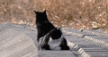 猫 喵星人 宠物 萌 可爱
