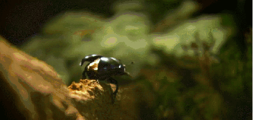 展翅 昆虫 甲虫 神话的森林 纪录片 起飞
