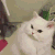 怕了吗 猫咪 表情 可爱