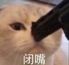 萌宠 猫星人 闭嘴 警告 呆萌 可爱