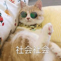 猫咪 搞怪 社会社会 可爱 呆萌