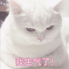 萌宠 喵星人 生气 猫 搞怪 可爱