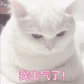 生气 猫