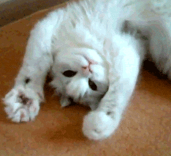 萌宠卖萌可爱猫萌gif动图_动态图_表情包下载_soogif