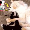 萌宠 动物 卖萌 可爱 猫