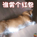 柯基 可爱 谁赏个红包 soogif soogif出品