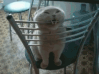 猫咪 啃凳子 搞笑 可爱