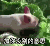 萌宠 小猪 加你没别的意思 拱你 搞怪 逗