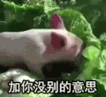 萌宠 小猪 加你没别的意思 拱你 搞怪 逗