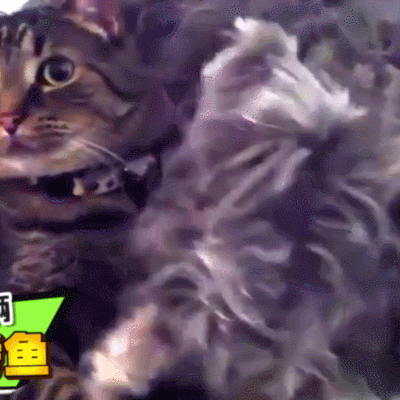 喵星人 搞笑 萌宠 可爱 猫咪