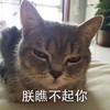 萌宠 猫星人 朕瞧不起你 生气 呆萌 可爱