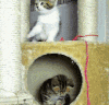 猫咪 可爱 淘气 掉下去