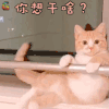 萌宠 猫 你想干啥 蒙圈 猫咪 soogif soogif出品