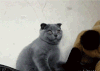 喵星人 折耳猫 魔性 一脸懵逼 猫 动物