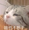 萌宠 猫星人 啥也不想干 无奈 呆萌 可爱