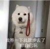 萌宠 汪星人 我等一下就散步去了 你自己玩 呆萌 可爱