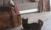 动物 小猫 小狗 打架 夸张