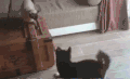 动物 小猫 小狗 打架 夸张