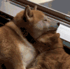 狗狗 猫咪 睡觉 有爱 可爱