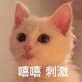 萌宠 喵星人 嘻嘻 刺激 呆萌 可爱