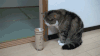 猫咪 可爱 萌宠 萌萌哒