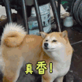 可爱 萌宠 向往的生活 综艺 动态图
