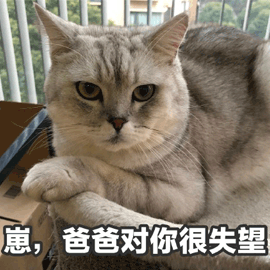 失望 猫 爸爸