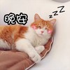 萌宠 喵星人 晚安 睡了 呆萌 搞怪