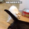 萌宠 喵星人 别跑 我要看你手机 呆萌 可爱