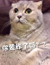 萌宠 猫星人 你要炸了吗 惊讶 呆萌 可爱
