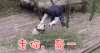 熊猫奇一