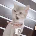 呕 嫌弃 猫