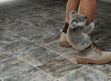 考拉 宝宝 抱大腿 萌化了 不放手 koala 大腿