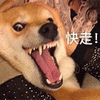萌宠 狗 汪星人 快走 搞怪