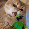 猫咪 玩耍 打脸 可爱
