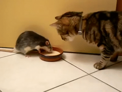 老鼠 猫咪 友谊 吃东西