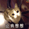 萌宠 猫 喵星人 soogif soogif出品